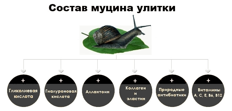 Состав муцина улитки муцин улитки от раздражения ног