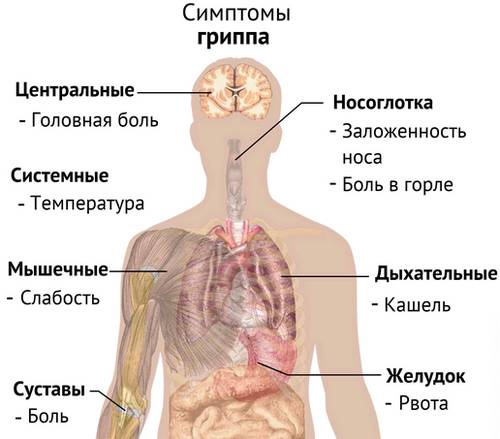 Симптомы гриппа Симптомы гриппа