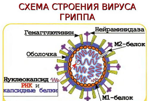 Строение вируса гриппа Строение вируса гриппа